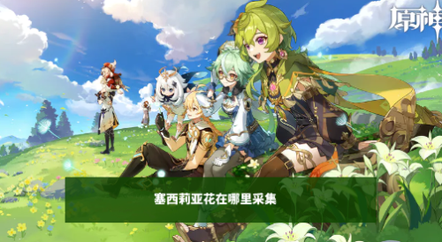 原神塞西莉亚花在哪里采集