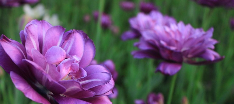 鲜花游戏有哪些