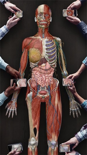 人体解剖学图谱2024